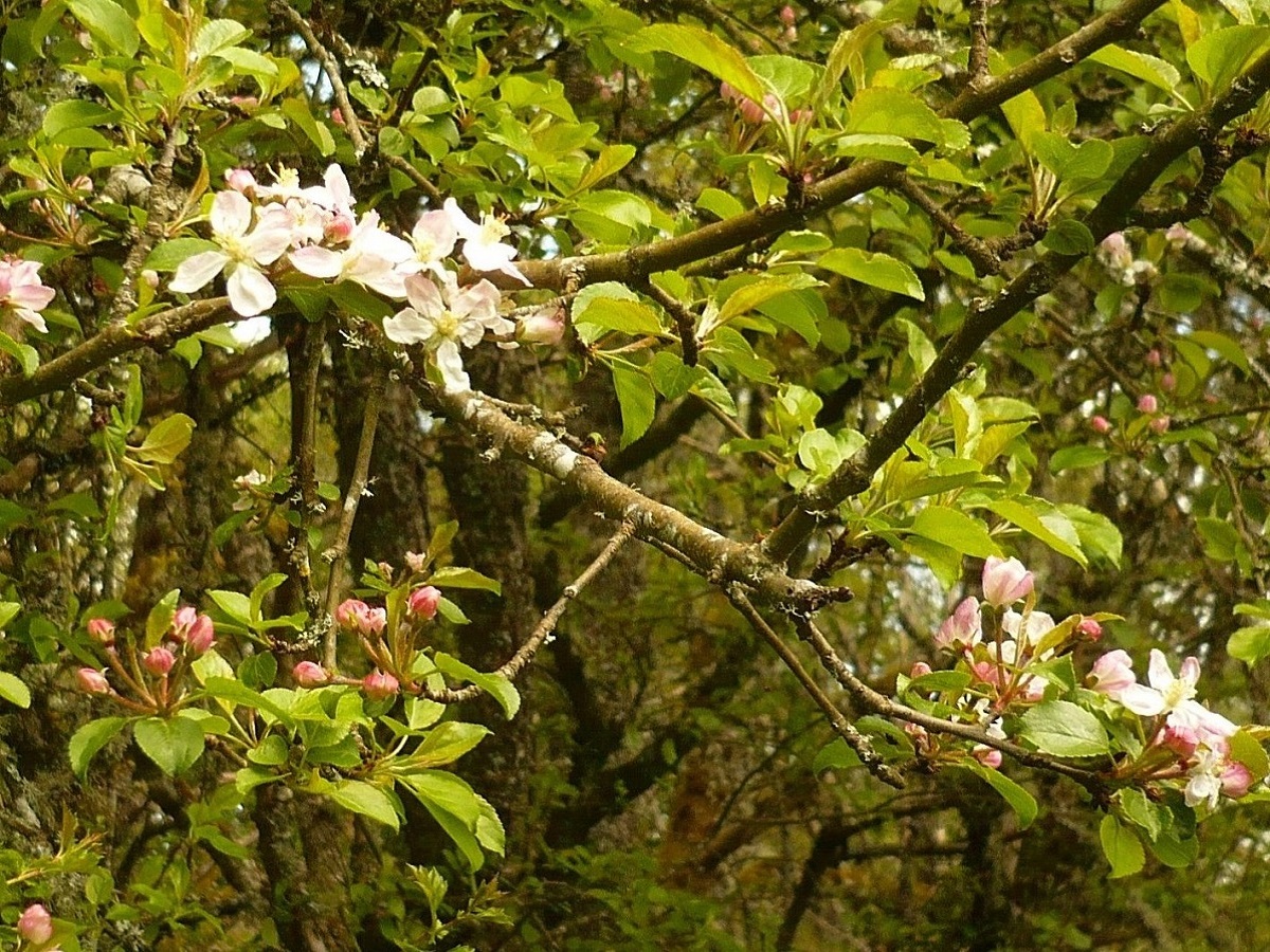 Malus sylvestris (Rosaceae)